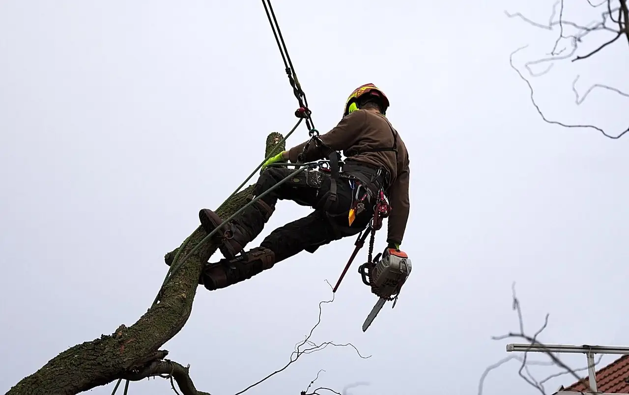 Tree climber in a helmet and harness hanging on a rope beside a large limb, a chainsaw clipped to his belt