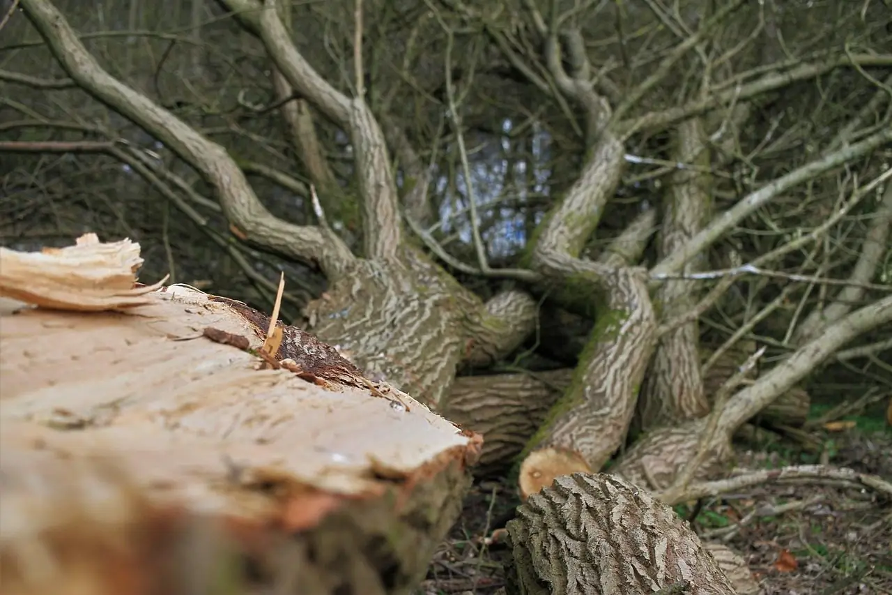 Close view of a freshly sawn stump top with pale wood, the cut trunk and branches lying behind it