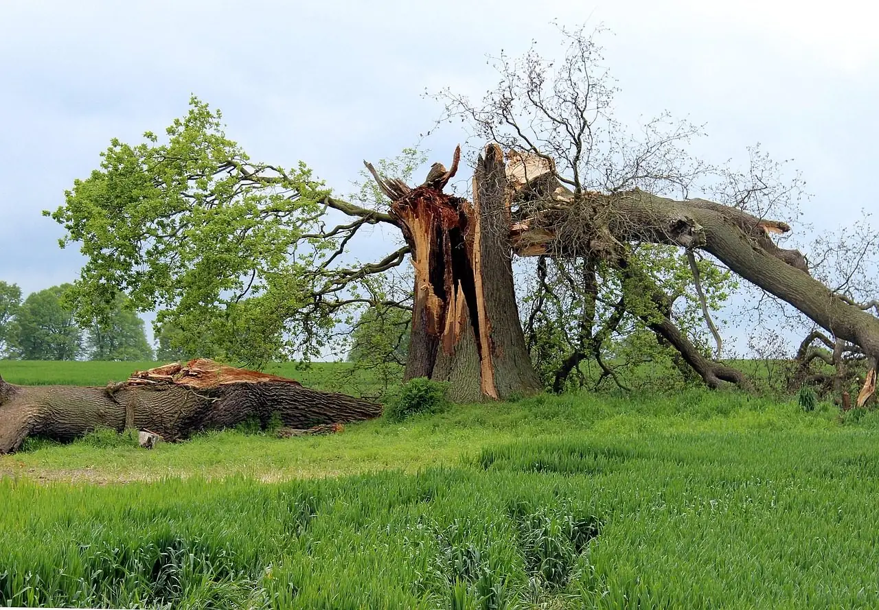 Old tree split apart by wind with half of its trunk lying in a field